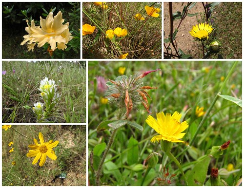 South Yuba Wildflowers - Yellow