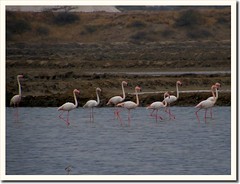 Greater Flamingos (by Jayesh Bheda)