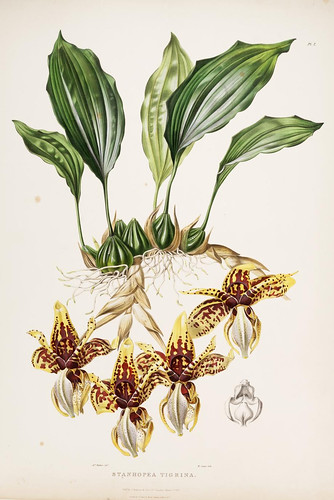 002- Orquideas de Mexico y Gatemala 2