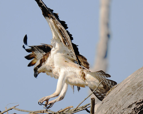 Landing in the nest