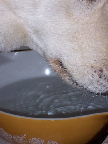 pyrex water bowl