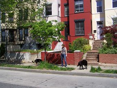Dog walker, Columbia Heights