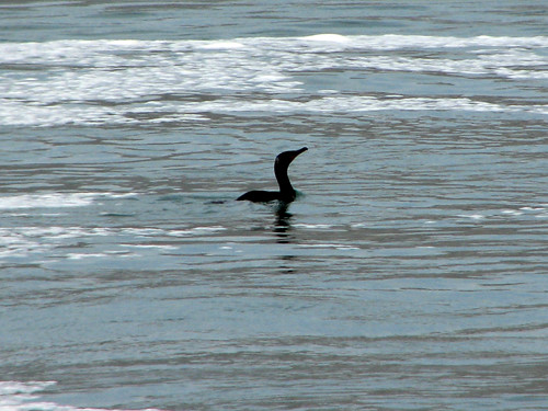 Cormorant swimming in Niagara River