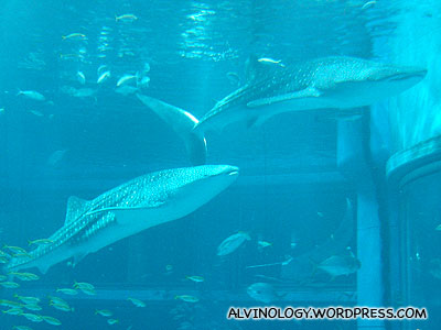There are two whale sharks in the giant tank