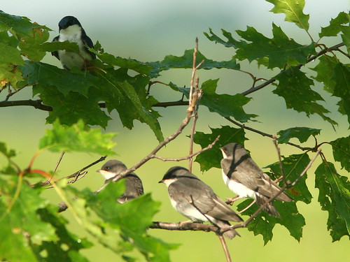 Tree Swallows Wait To Be Fed 20090622