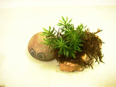Iyo bonsai pot2-2