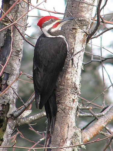 pileiated woodpecker