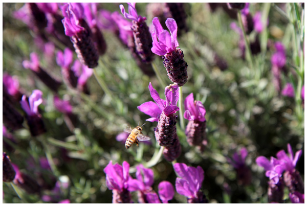Honeybee landing on lavender plant in our garden