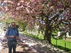 Rajiv Among Cherry Blossoms