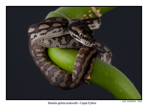 Morelia spilota mcdowelli - Carpet Python