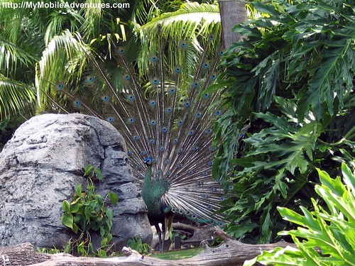 IMG_0293-peacock-plummage-disney-animal-kingdom