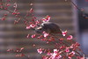 寒緋桜とヒヨ