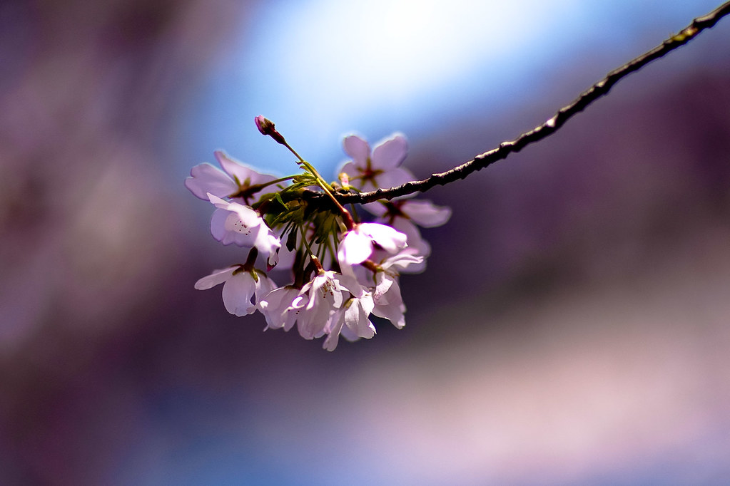 Washington D.C. Cherry Blossoms (6 of 7)