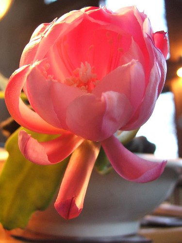 fiore di cactus_foto "dolcetta"