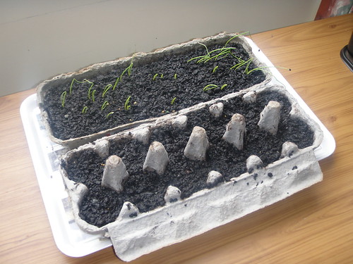 seeds in trays