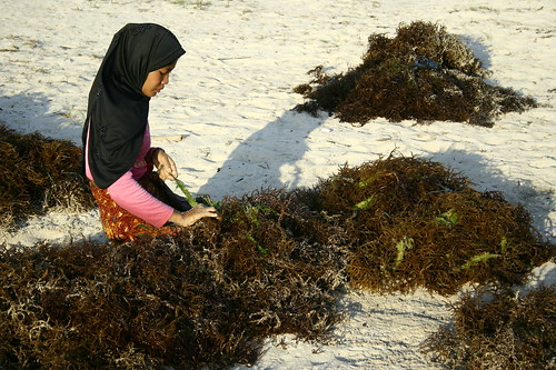 pulling out the seaweed strings in Kaliantan