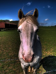 Horsey HDR