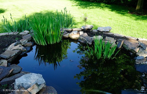 Reflections from the Garden Pond