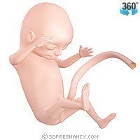 14-weeks-pregnant