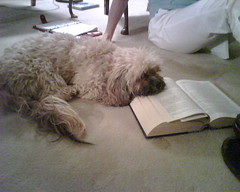 Bailey reads Pride and Prejudice