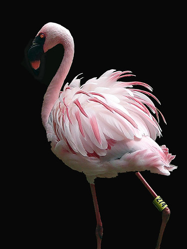 Lesser Flamingo on black background