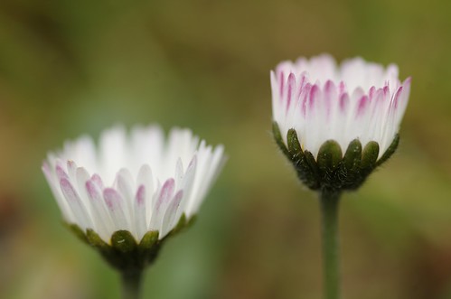 Bellis perennis - Madeliefje, Daisy
