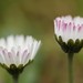 Bellis perennis | Madeliefje - Daisy