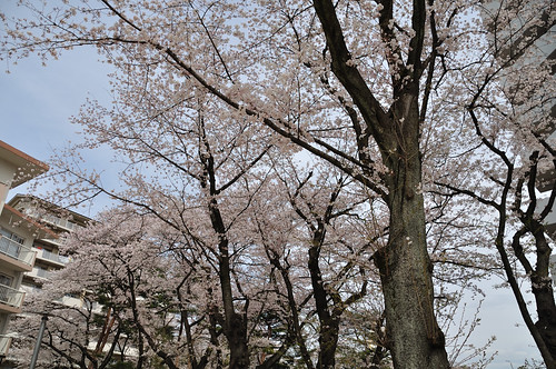 cherry-blossom viewing cycling