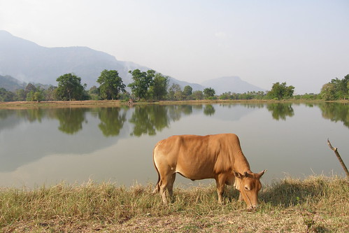 54.安靜吃草的牛與靜如明鏡的湖