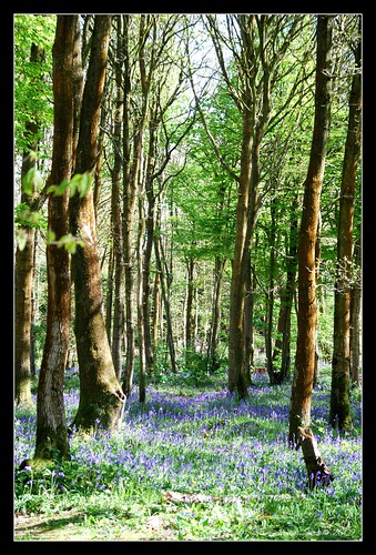 Bluebell woods