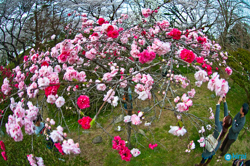 flor sakura hanami 2009 tokyo tokio japan japon 