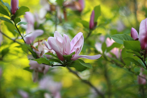 magnolia8
