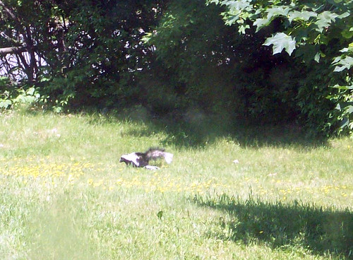 Skunk_MomBaby_60609cropped