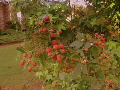 sour red berries