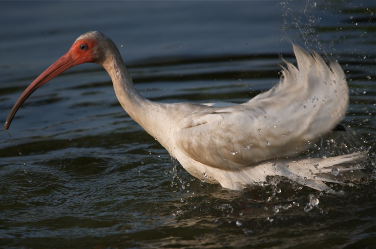 ibis_splash_0035