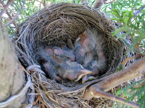 5-day-old robin chicks