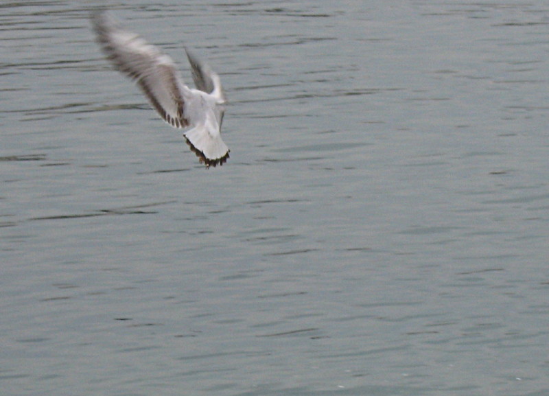 22-1-2009-seagulls9