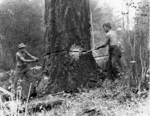 Felling snags on fire line around the Coquille CCC camp, Siskiyou National Forest by Oregon State University Archives.
