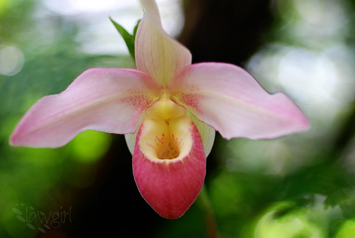 ABG_orchid7[2009]