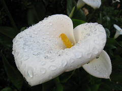 Raindrops on cala lilies