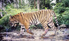 Sumatran tiger di WWF International