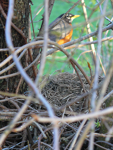 robin and nest