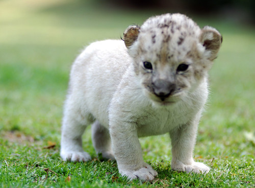 Baby lion by floridapfe