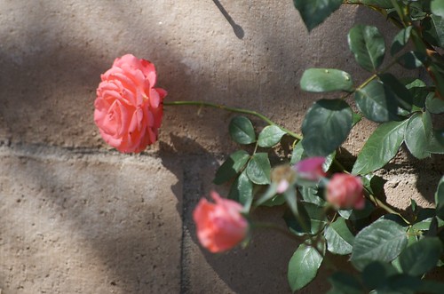 Rose on Wall in Fading Daylight