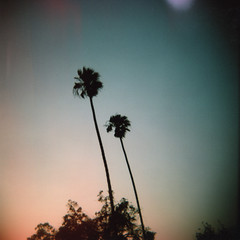 Palms, Sunset