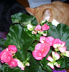 Cats want plant