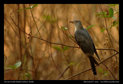One more bottle - Indian Cuckoo