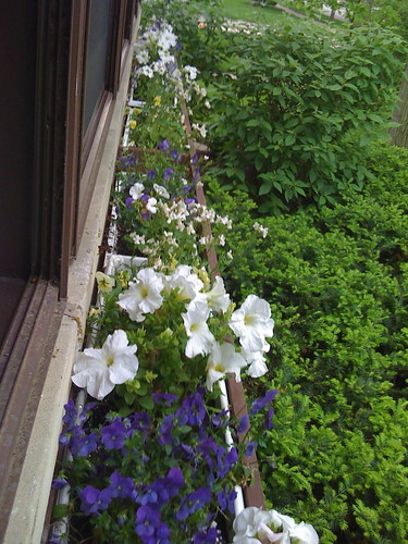 Window boxes--pansies, petunias, and that white fluffy stuff