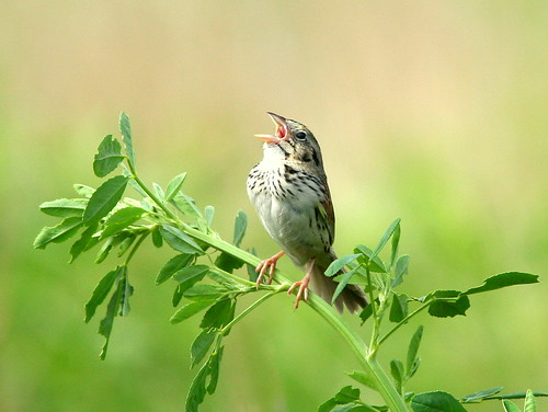 Henslows Sparrow 5-20090618