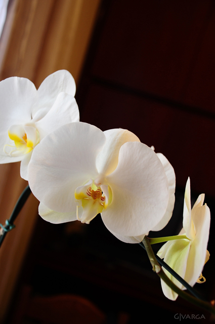 orquídea_5